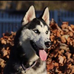 "Freya Sky my dog's daughter from 1st litter" Siberian Husky All Grown Up from Humorous Huskies