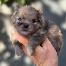 Sable merle boy - Orange sable male Pomeranian puppy in Brighton, Colorado from POMS OF CBBK