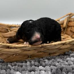 Augustus - Phantom male Poodle puppy in Greeneville, Tennessee from Smokey Mountain Sheepadoodles