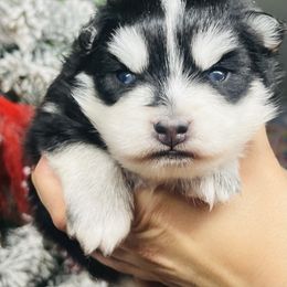 Krampus - Black and white male Pomsky puppy in Monroe, Georgia from Beastly Beauties Huskies & Pomskies