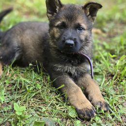 Purple female - Sable female German Shepherd puppy in Commerce, Georgia from Adams K9