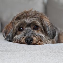 Autumn - Havanese