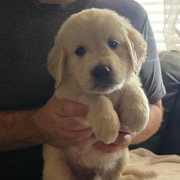 Blue Boy - Light golden male Golden Retriever puppy in Peoria, Arizona from Nordic Woof's Golden Retrievers