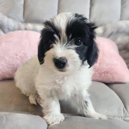 Bandit - Parti male Yorkipoo puppy in Bedias, Texas from Texas Yorkies and Yorkiepoos