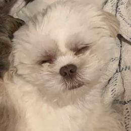 Poppy - Shih Tzu