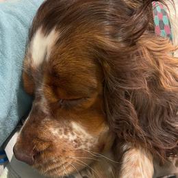 English Springer Spaniels from Flatbranch English Springer Spaniels