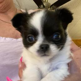 Miles - Black and white male Chihuahua puppy in Red Bluff, California from Aye Chihuahua