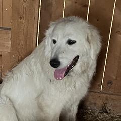 Petunia - Maremma Sheepdog