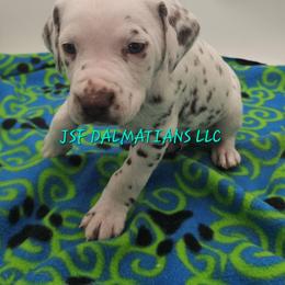 Green - White and liver brown male Dalmatian puppy in Conrath, Wisconsin from JSF Dalmatians LLC