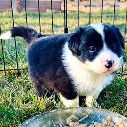 Black Boy 2 - Black and white male Border Collie puppy in Powell Butte, Oregon from Cascades Border Collies