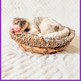 Pearl - Chocolate merle female Bernedoodle puppy in Lake City, Florida from 224 Doodles and Poodles