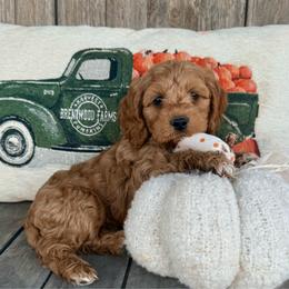 Acorn - Buff and white male Cockapoo puppy in Preston, Idaho from Shaffer Top Notch Puppies