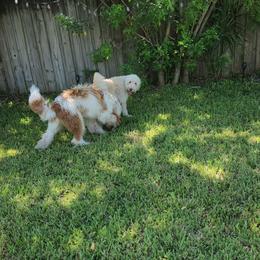 Goldendoodle Puppies from Costa's Curly Canines