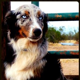Copper - Australian Shepherd