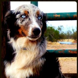 Copper - Australian Shepherd