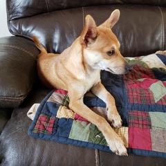 Ester - Xoloitzcuintli