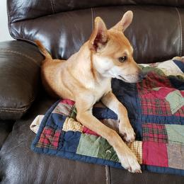 Ester - Xoloitzcuintli