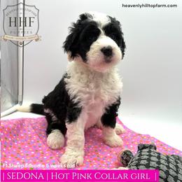 SEDONA - Black and white female Sheepadoodle puppy in Charlo, Montana from Heavenly Hilltop Farm