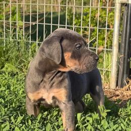 Edmund - Blue Tanpoint - Blue male Great Dane puppy in Morton, Illinois from That Gurl K9s