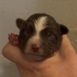 Tully - White and red female Border Collie puppy in North Lakeport, California from Wild Rose Ranch