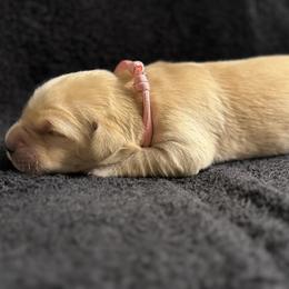Pink Girl - Light golden female Golden Retriever puppy in Scio, Oregon from Stackhouse Family Farm