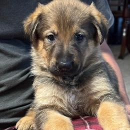 Kit Kat - Sable female German Shepherd puppy in Barnhart, Missouri from Combat Creek German Shepherds