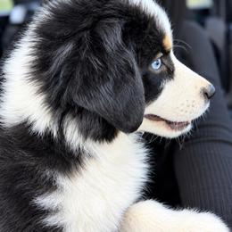 Charlie - Black tri female Miniature American Shepherd puppy in Gonzales, Texas from 4 Corners Mini Aussies