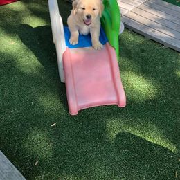 Golden Retriever and Havanese Puppies from Starrdust Goldens