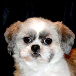 BonBon - Shih Tzu