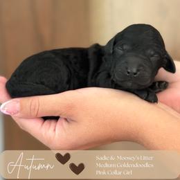 Autumn - Black female Goldendoodle puppy in Easley, South Carolina from Our Darling Doodles