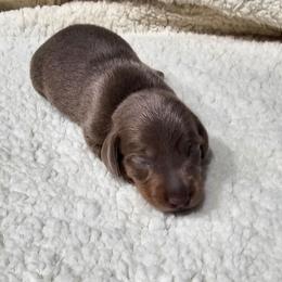 Boy 2 - Fawn (Isabella) male Dachshund puppy in Sarasota County, Florida from Donna's Mini Joys