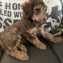 Ruger - Sable male Poodle puppy in Mechanicsburg, Pennsylvania from Ashton’s Standards