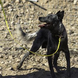 Australian Cattle Dogs from Butterfly Butte Australian Cattle Dogs