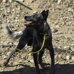 Australian Cattle Dogs from Butterfly Butte Australian Cattle Dogs