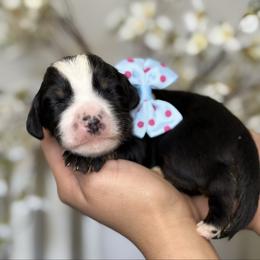 Edison - Tri-color male Bernedoodle puppy in Yuciapa, California from AlltheDoodlez_