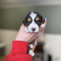 Versace - male Australian Mountain Doodle puppy in Spanish Fork, Utah from Little Puppy Co.