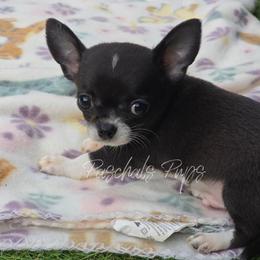 Peter - Black and white male Chihuahua puppy in Bowdon, Georgia from Paschal's Pups
