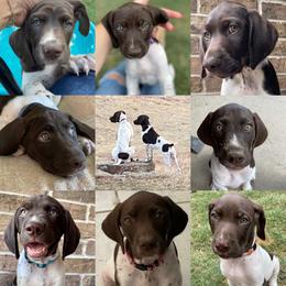 German Shorthaired Pointer Puppies from TTR GSP TopDog Kennels