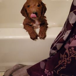 Aussiedoodle Puppies from Color Country Doodles