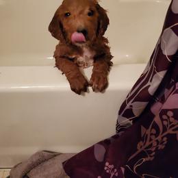 Aussiedoodle Puppies from Color Country Doodles
