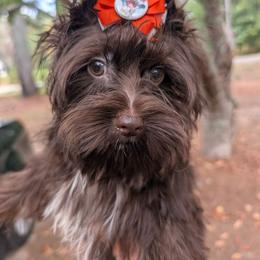 Cash - Liver male Yorkshire Terrier puppy in Gaylesville, Alabama from Sweet Alabama Yorkies
