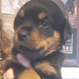 Girl 2 - Black and mahogany female Rottweiler puppy in De Witt, Iowa from Irish Eyes Kennels