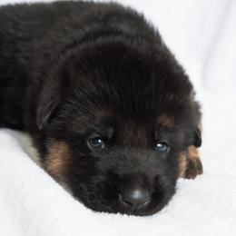 German Shepherd Puppies from Uinta Mountain Shepherds