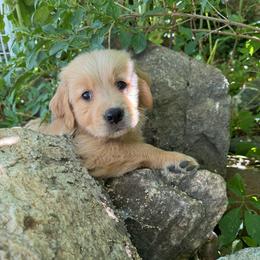 Vienna - Golden female Golden Retriever puppy in Bountiful, Utah from Everest's Golden Legacy