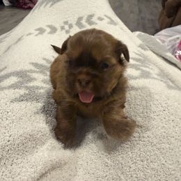 Grinch (green) - Tricolor male Shih Tzu puppy in Kaufman County, Texas from Rustic_Charm_by_Andye
