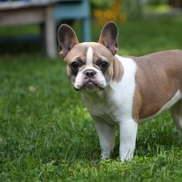 French Bulldog Puppies from Kismet French Bulldogs