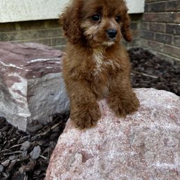 Teddy - Red male Cavapoo puppy in Rio Linda, California from VitPom Puppies