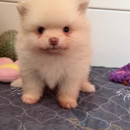 Millie swae - Cream female Pomeranian puppy in Newport Beach, California from Exotic City Pomeranians and chihuahuas