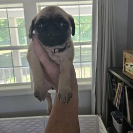 Girl 1 - Fawn female Pug puppy in Auburn, Kentucky from Prentice Family Pugs