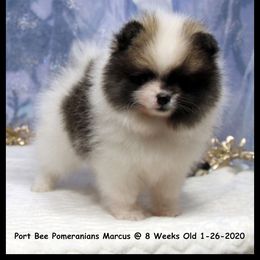 Pomeranian Puppies from Port Bee Pomeranian’s